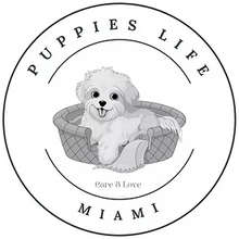Puppies Life Miami
